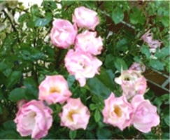 এবার ক্যালকুলেটরের দরকারি কিছু ট্রিকস