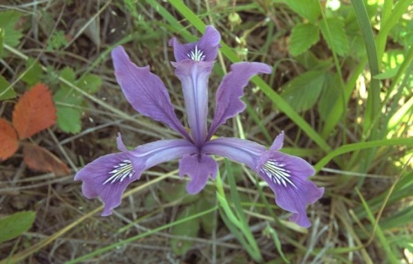 Godaddy থেকে .com ডোমেইন কিনুন মাত্র 5.13$ এ*