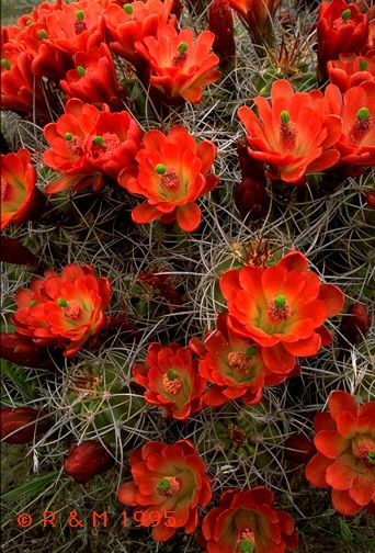 কার ক্রেডিট  কার্ড ( Master or VISA ) আছে ? ডোমেইন কেনার জন্য  লাগবে