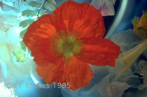 ডোমেইন কেনার ব্যাপারে জরুরী সাহায্য চাই ( ইন্টারন্যাশনাল ক্রেডিট / ডেবিট কার্ড লাগবে)