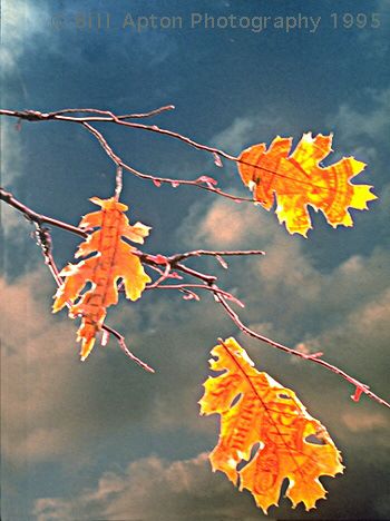 এফ এন এফ নাম্বার জানতে চাই