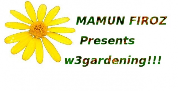 আপনার বাগানের ফুলগাছের যত্ন কি নিচ্ছেন ?