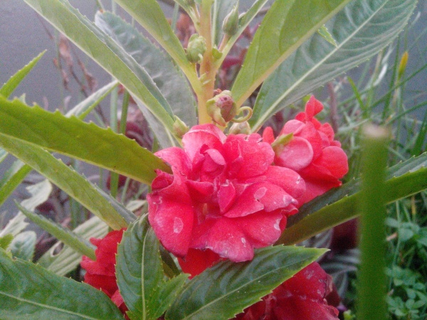 ভাই  , ইনটারনেট এ লাইভ  ফিফা বিশ্বকাপ ..দেখার কোন ওয়ে আছে ..? থাকলে প্লিজ জানান ভাই