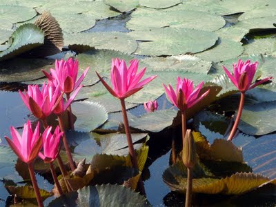 বিজয় থেকে ইউনিকোডে রুপান্তর কিভাবে করবো দয়া করে একটু বলুন