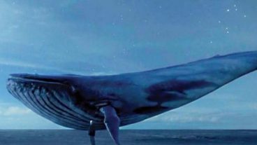 ব্লু হোয়েল সম্পর্কে আপনার যা কিছু জানা দরকার!