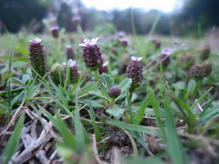 ডিজিটাল ক্যামেরা দিয়ে DSLR এর মতো ছবি তুলন।