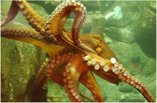 কিছু প্রাণীর আশ্চর্যজনক ক্ষমতা সম্পর্কে জেনে নিই!