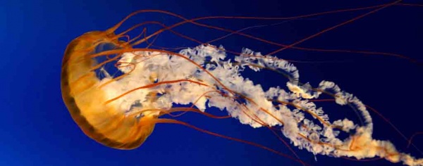 PHOTO EDIT করার একটি বিকল্প সফটওয়্যার ৩২/৬৪ বিট