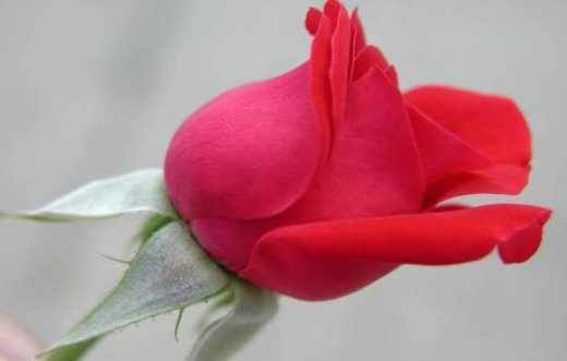 ফটোশপ এর যাদু [পর্ব-১৭] :: এবার আপনি নিজে নিজেই তৈরী করুন Stamp, Passport, 3R, 4R বা যে কোন সাইজের ছবি