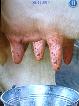 Andriod মজা [পর্ব-০৪] :: নিয়ে নিন যত ইচ্ছা গরুর দুধ (মজার টিপস)