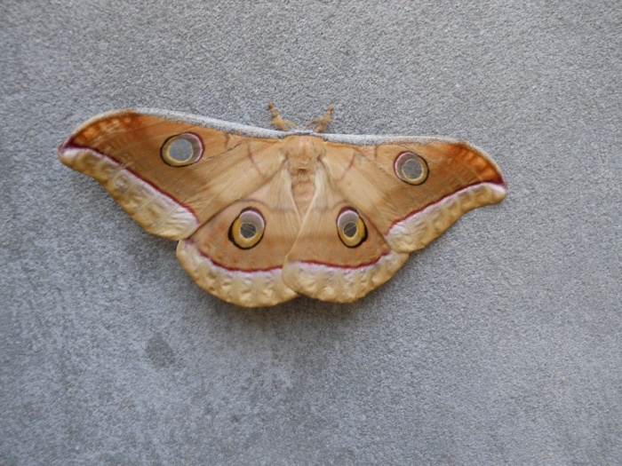 সফটওয়্যার এর ট্রায়াল পিরিয়ড আর শেষ হবে না। চলতেই থাকবে।