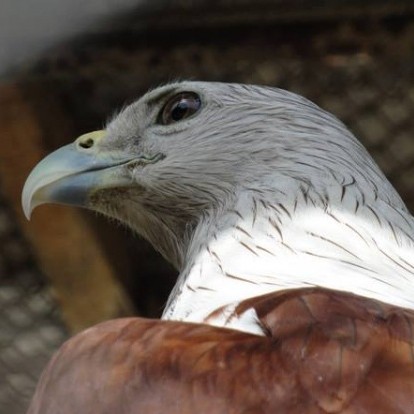 বন্ধুকে বাদ্ধ করান পিসি রিস্টার্ট করতে।
