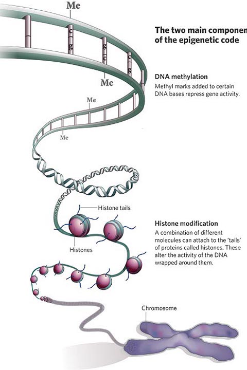 epigenome 2