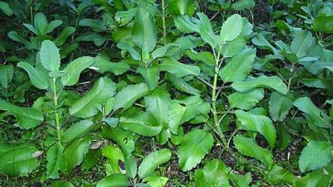 পাথর-কুচি পাতা জন্ডিসের যম!! আর–অনেক উপকার।)>বিস্তারিত->