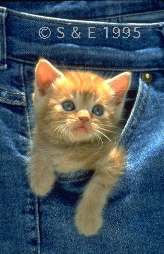 crimes of war  গেম সম্পরকে বলূন