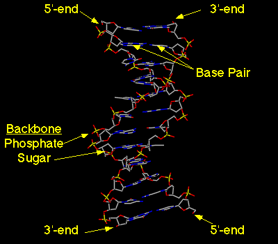 “ডিএনএ টেস্টের মাধ্যমেই আমরা আসল ঘটনা জানতে পারবো”- এটা হল কমন কথা। কিন্তু এই ডিএনএ আসলে কী???
