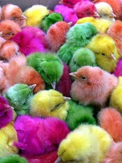 অ্যাডমিনিস্ট্রেটর user ছারা অন্য যে কোন users থেকে internet connection বিচ্ছিন্ন করতে চান না কি?