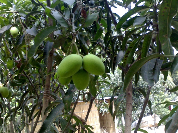 কোন সফ্টওয়ার ছাড়াই এন্ডরোয়েড মোবাইলের ব্যাটারী সেভ করি