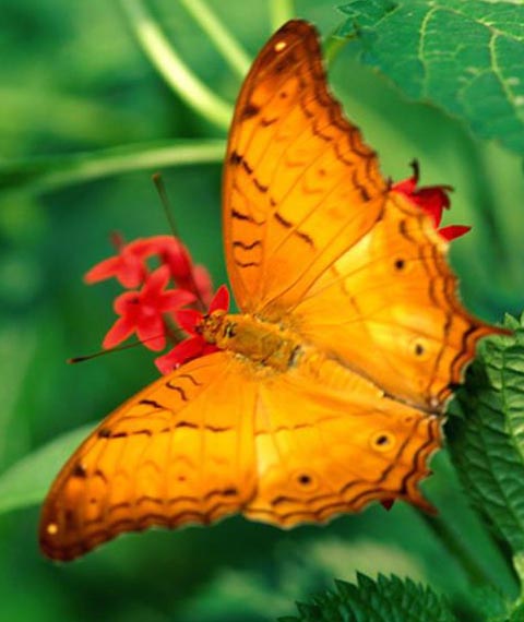 একটি মেসেঞ্জারে সকল একাউন্ট দিয় চ্যাট করুন! (মোবাইল ও কম্পিউটার থেকে)