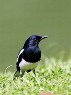 দারুন একটি ডেস্কটপ সফটওয়্যার একবার ডাউনলোড করেই দেখুন…