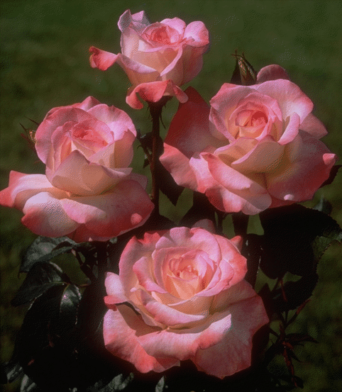 অভিজ্ঞরা আমাকে একটু সাহায্য করুন