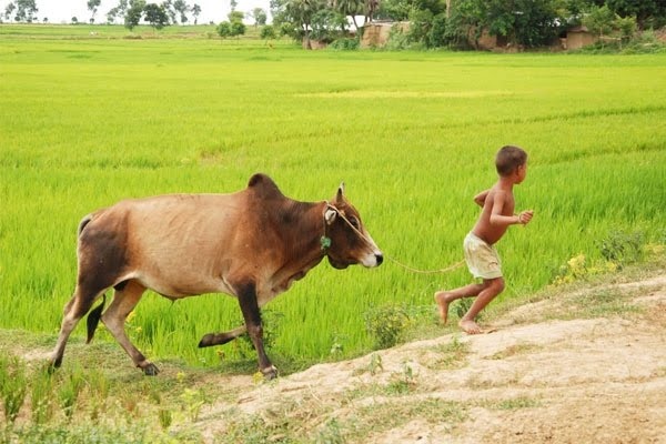 ব্লগার ভাইদের নিকট কতিপয় গুরত্বপূর্ণ প্রশ্নের উত্তর চাই