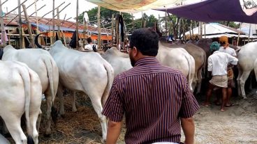 কোরবানির সুস্থ গরু চিনবেন কিভাবে