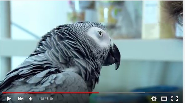 কিভাবে ইউটিউবের Player এর নতুন Design Enable করবেন! [ভিডিও টিউটোরিয়াল]