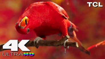 কোন Display Cable কিনবেন PC কেনার সময় VGA,HDMI, DVI,Display Port Cable Explained