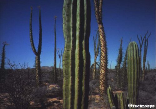 প্রোগ্রামার ভাইদের সাহায্য দরকার:নিটন এর বাংলা প্রোগ্রামিং বইটার ডাউনলোড লিংক দরকার