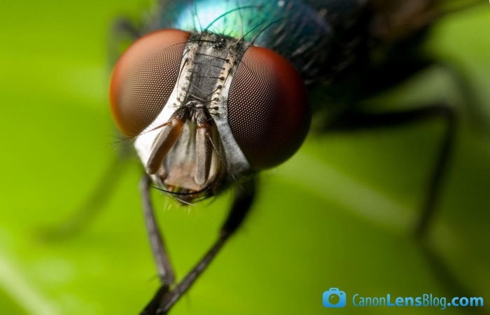 এবার ম্যাক্রো ছবি তুলুন মোবাইল দিয়েই। DSLR নাই তো কি হইসে!