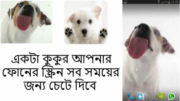 একটা কুকুর সবসময় আপনার ফোনের স্ক্রিন চেটে দিবে।
