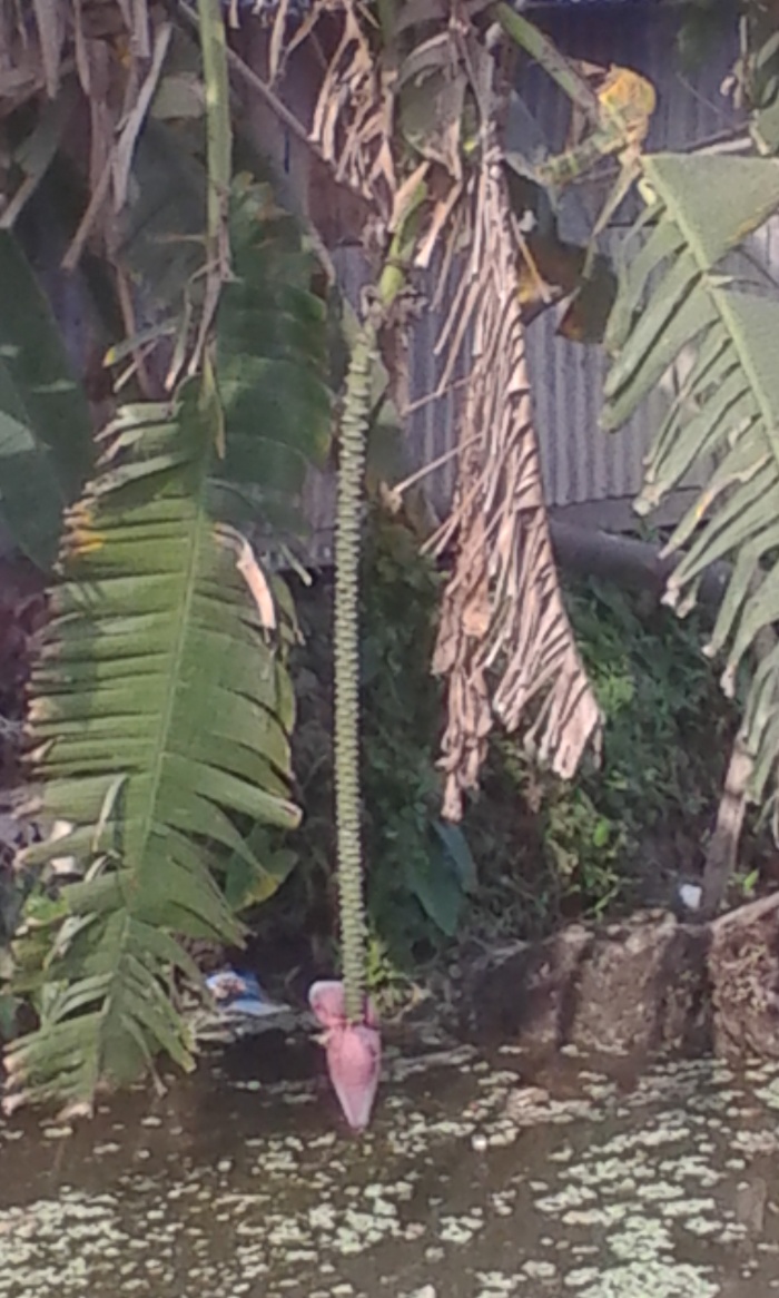 Indian Visa Appointmate Date নিয়ে আমার কচকচানি।