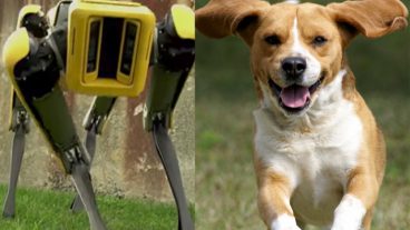 এবার এলো রোবো কুকুরের নতুন ভার্সন (ভিডিও)