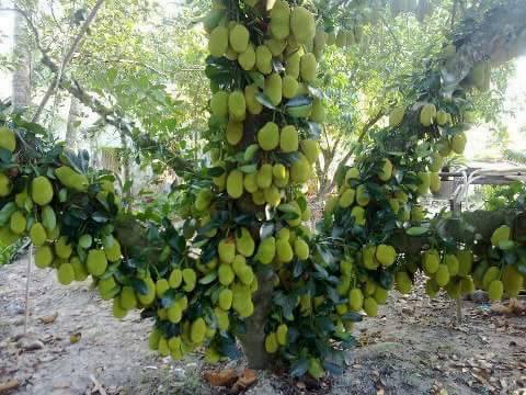 ধন্যবাদ দিয়ে টেকটিউনস কে ছোট করতে চাইনা।তবুও ধন্যবাদ প্রিয় টেকটিউনস।