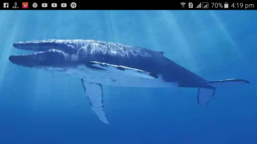 শুনুন blue whale game এর ব্যাকগ্রাউন্ডে কোন গান ব্যবহার করা হত