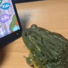 হাঃ হাঃ হাঃ ব্যাঙ যখন গেমার