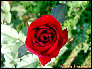 আসুন এবার যেকোন পিকচার এর ব্যাকগ্রাউন্ড ঘোলাটে করি সবচেয়ে সহজ পদ্বতিতে ।