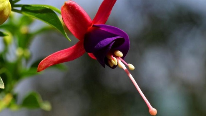 ‘ফিউসা’ গুগলের নতুন অপারেটিং সিস্টেম (ভিডিও সহ)