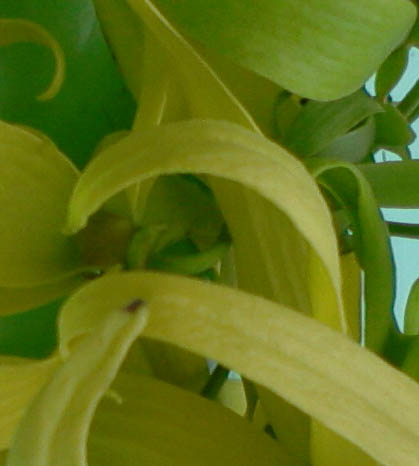 একটি সফটওয়্যার প্রয়োজন টিউনার ভাইদের কাছে সাহায্য চাই