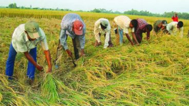 কৃষিতে প্রযুক্তির ছোঁয়া,ধান,গম,আখ,পাট,ঘাস,ছোট গাছ,বাস,ইত্যাদি কাটতে পারবেন,এখনি অর্ডার করুন