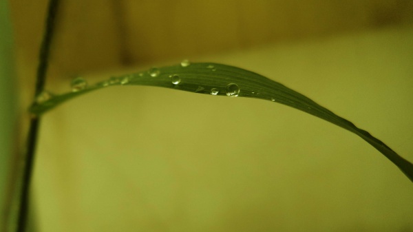 কপিরাইট আইন ও এর সমস্যা