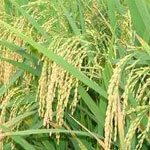 জেনে নিন এক্সেল এ করা কোন ডাটা এম.এস. ওয়ার্ডে লিংক করা থাকলে তা অটোমেটিক আপডেট করার উপায়