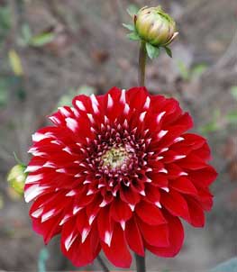 নিয়ে নিন রমাজনুল মোবারকের সেহেরী ও ইফতারের সময়-2012