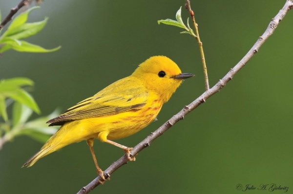 ধন্যবাদ জ্ঞাপন করছি টেকটিউনস এর প্রতি এবং ধন্যবাদ জ্ঞাপন করছি এর সকল সদস্যদের প্রতি