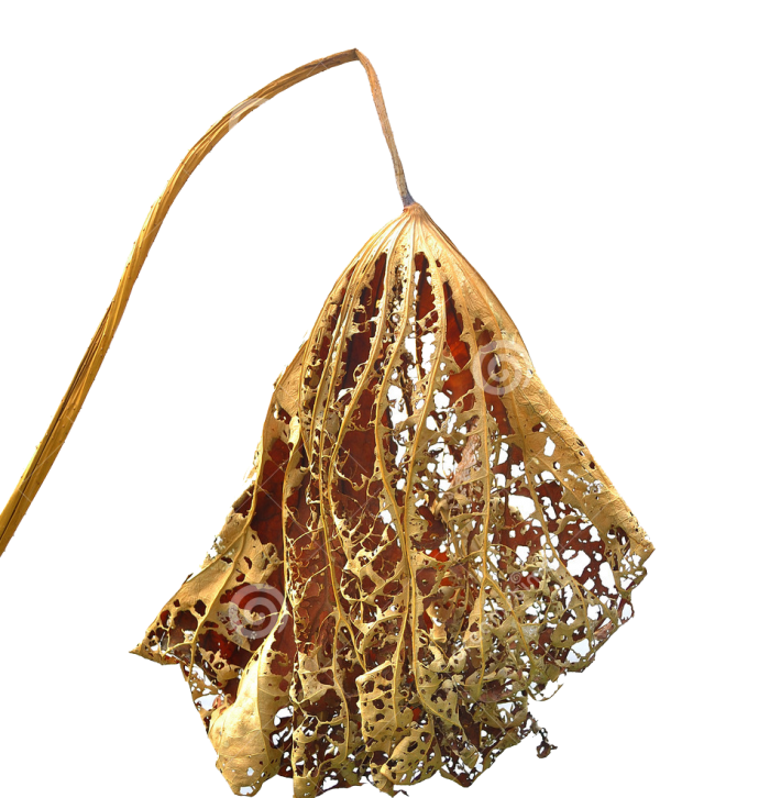 নিজের পুনর্জন্ম যেভাবে নিজেই ঘটাতে পারবেন – ২০১৭ সালেই আপনার নতুন করে জন্ম হোক