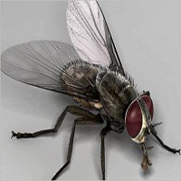 ‘মাছি’ প্রসঙ্গে বিশ্বনবীর (সা.) সেই কথাটিই মেনে নিল আধুনিক বিজ্ঞান