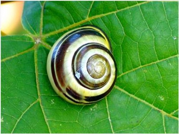 ইন্টারেষ্টিং ফ্যাক্ট বা জানা – অজানা………..১ (ফ্যাক্ট+ছবি=ফ্যাছ)