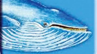 ব্লু হোয়েলের মৃত্যুফাঁদ: রক্ষার ১৩ উপায়