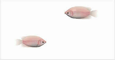 নিয়ে নিন ডেস্কটপের জন্য ১০ টি দারুন এনিমেট টুলস যা আপনার পিসি বা ল্যাপটপকে আরও প্রানবন্ত করে তুলবে